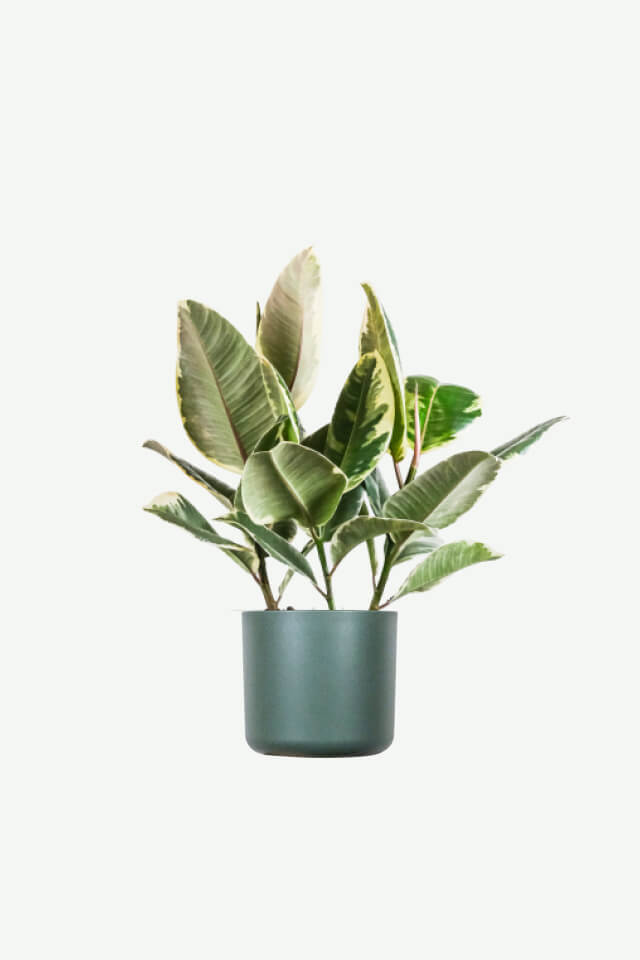 plants-ecommerce-product-featured-img-7 plants ecommerce product featured img 7
